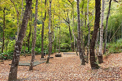 新竹尖石美樹營地 @定點露營